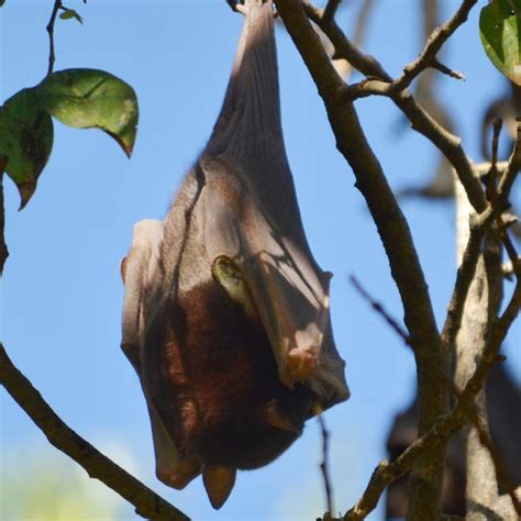 Study Finds Extreme Flying Fox Mobility Creates Management Challenges