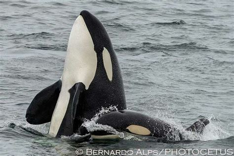 Killer Whales Go On Unprecedented Killing Spree In Monterey Bay Sfgate