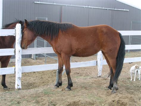 It's when we get hooked on this expensive but rewarding hobby for life. Deltaheart: Practical Horse Quiz