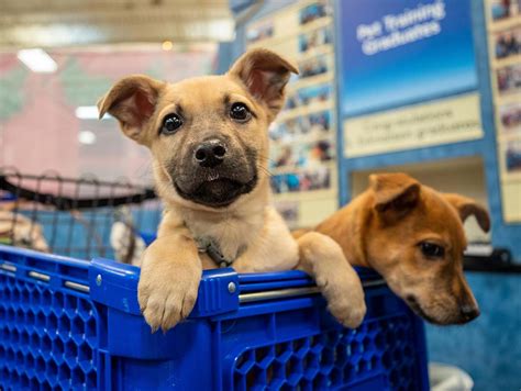 become an adoption partner | PetSmart Charities