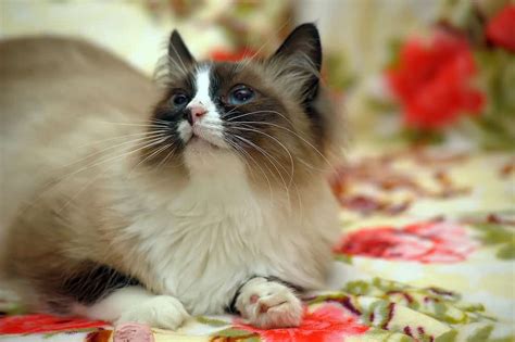 Balinese Cat The Ultimate Guide To Their History Types
