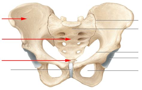 Pelvis Anatomy Quiz