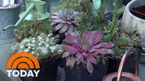 Martha Stewart Shows How To Make A Succulent Spring Planter Youtube