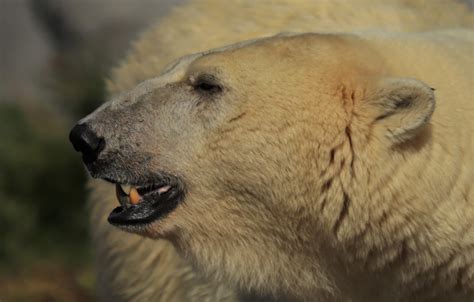 A Polar Bear Profile