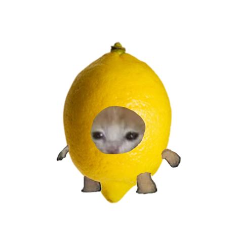 Lemon Cat 🍋 In 2022 Cat Memes Funny Cat Wallpaper Funny Cute Cats