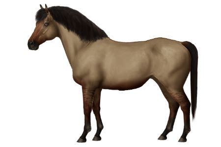 horse breeds spiti horse world