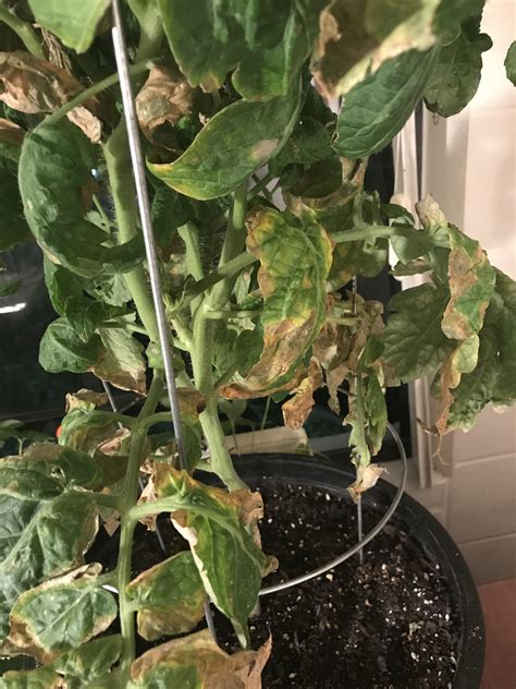 Whats Wrong With My Tomato Plant Rplantclinic