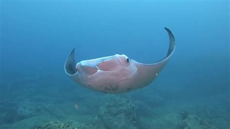 Awesome Manta Ray Time At Sharks Cove Youtube