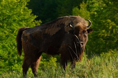 Tracking Technology Enhances Bison Rewilding In The Southern