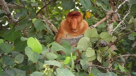 A Highly Endangered Proboscis Monkey Nasalis Larvatus