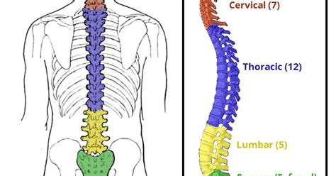 Anatomy And Biomechanics Of Spine