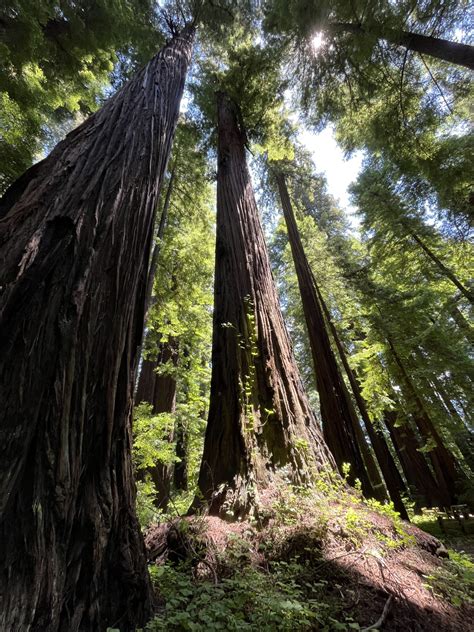 Old Growth Redwood Redwood Burl Inc