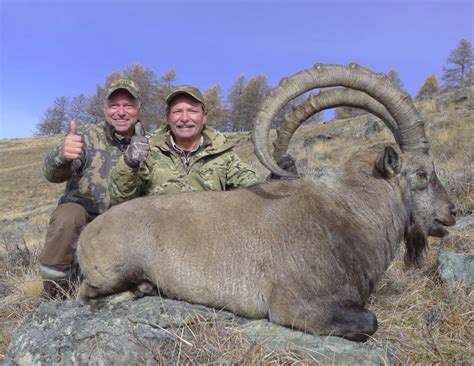 10 Day Siberian Ibex Hunt For One Hunter