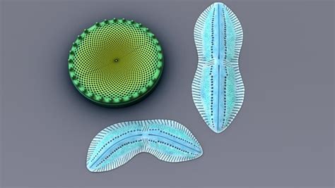 D Model Protist Diatom