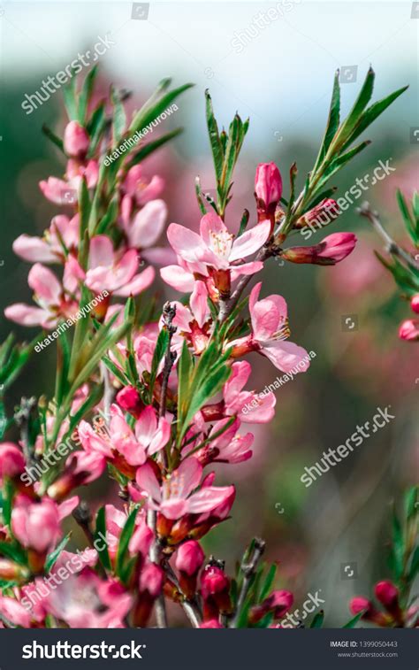 We did not find results for: Audrey Legg: Flowering Almond Bush For Sale - Pink ...