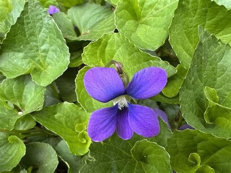 Violets Are Blue Greenburgh Nature Center