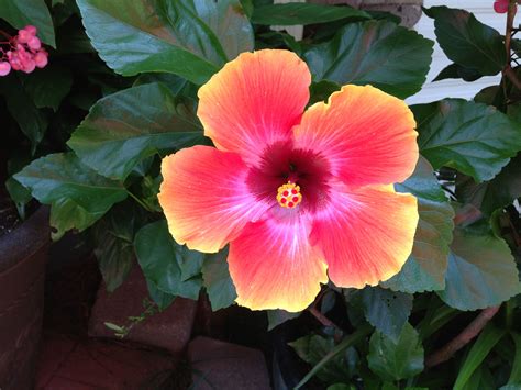 We did not find results for: Hibiscus Bloom | Hibiscus, Bloom, Plants