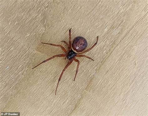 spiders scientists warn of surge in false widow bites in the uk that can require hospital