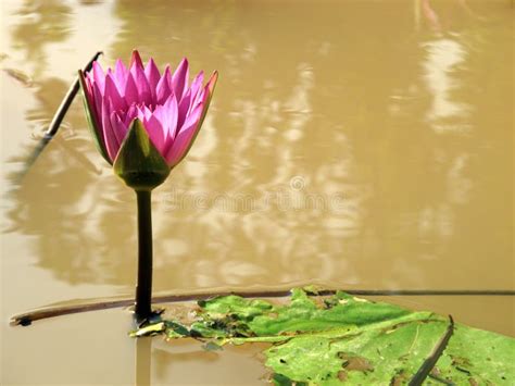 Close Up Beautiful Red Lotus Water Lily Flower On Water Pond In Stock