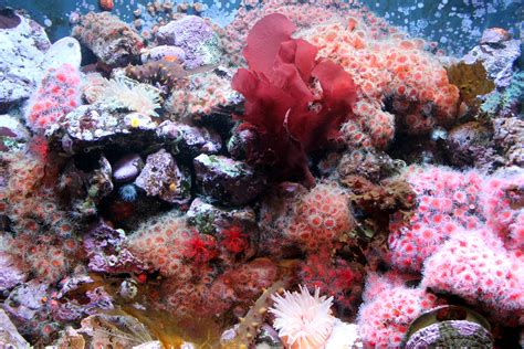 Coral Reef Free Stock Photo Public Domain Pictures