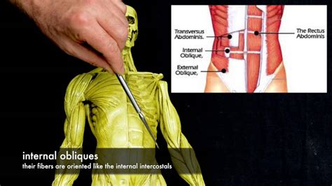 The intercostal muscles consist of a group of three layered muscles, from superficial to deep: Muscles of the Torso - YouTube
