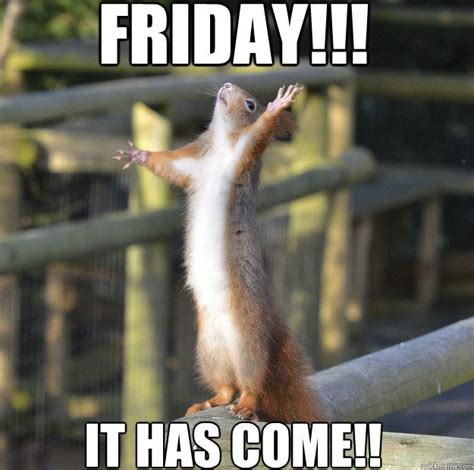 It's friday meme, here are some happy friday images and quotes of the weekdays, friday is the most beloved day of the week. FRIDAY!!! IT HAS COME!! | Squirrel memes, Squirrel funny