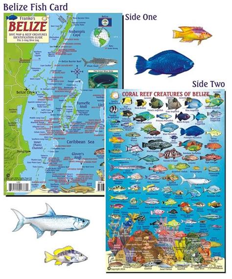 Belize Fish Id Card Scuba Gear Canada