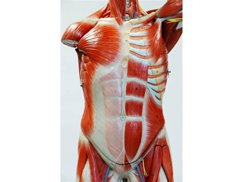 Large muscle man anterior muscles. Muscle Models