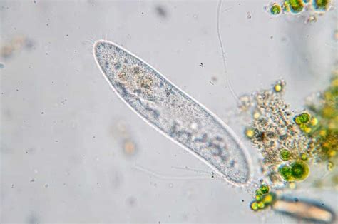 10 Different Types Of Protists
