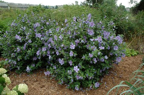 Blue Chiffon Rose Of Sharon Hibiscus Syriacus Notwoodthree In Fort