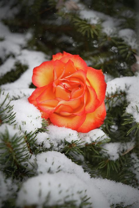 A Rose In Winter Photograph By Jennifer Clingerman Fine Art America