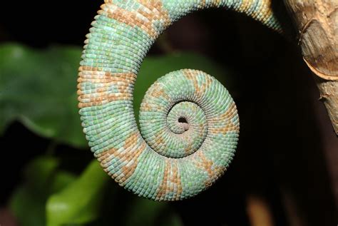 Veiled Chameleon Tail Chameleo Calyptratus Bo Jonsson Flickr