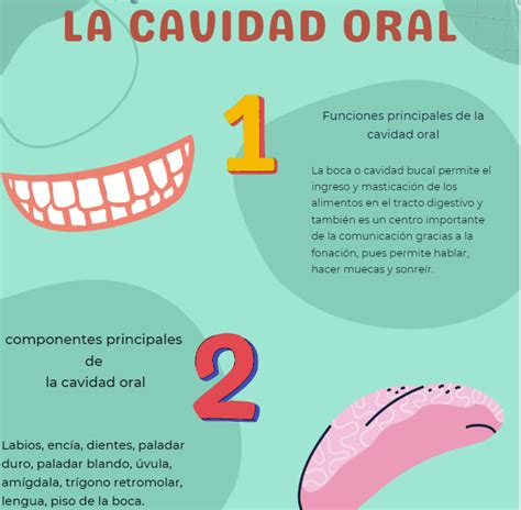Fase Infograf A Sobre Los Principales Componentes De La Cavidad Oral