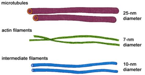 Jul 27, 2021 · they help in cell division and are involved in the products of various cell surface projections. Organelles Incorporated - The Cytoskeleton