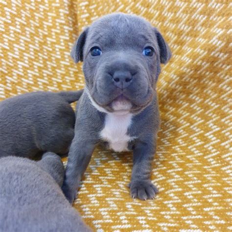 Purebred English Staffy Pups For Sale Tasmania