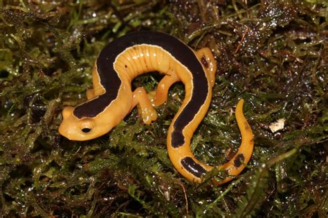 Brilliantly Colored Lost Salamander Rediscovered After Years