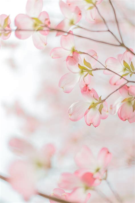 Softly Flowers Wallpapers Wallpaper Cave