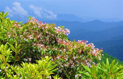 Mountain Laurel Blooms Along The Blue Ridge Parkway In The Mountains
