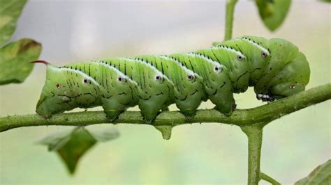 Maine Gardeners Should Look For And Destroy Tobacco Hornworms Munching On Tomato Plants