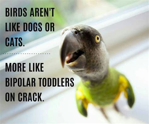 From Parrot Humour Page Facebook Certainly True Of Teddy My Seny