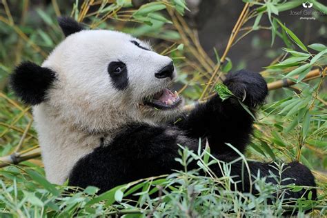 Panda Heaven By Josef Gelernter 500px Panda Panda Bear Polar Bear