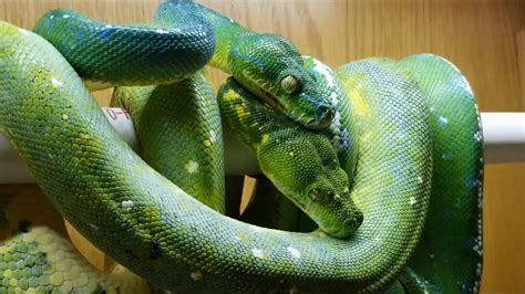 Green Tree Python Breeding Introductions Our Journey Part 1 Youtube