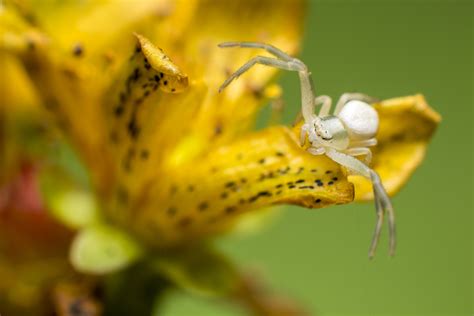Free Photo White Spider Insect Nature Spider Free Download Jooinn