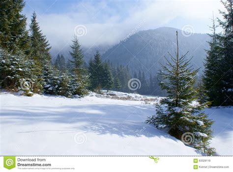 Landscape Fir Tree On A Snowy Meadow In The Mountains