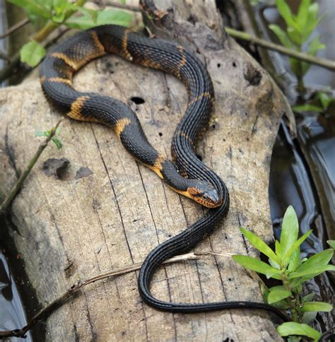 Broad Banded Water Snake Reptiles And Amphibians Of The Houston