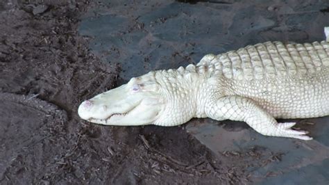 Casper Ghost Of The Swamp Amazing Albino Alligator And Smaller