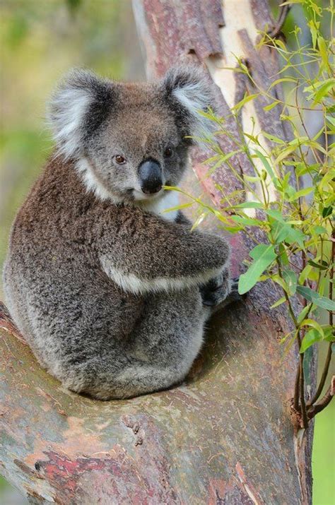 Koala Cute Animals Animals Animals Beautiful