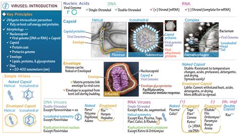Nursing Rn Virus Morphology And Classification Draw It To Know It