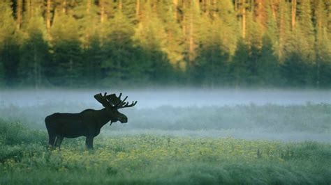 Wallpaper Forest Animals Nature Morning Mist Wildlife Moose
