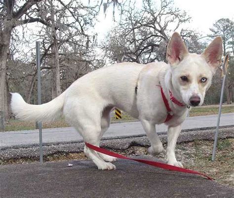 Husky Chihuahua Mix Husky Chi Info Pictures And Facts Zooawesome